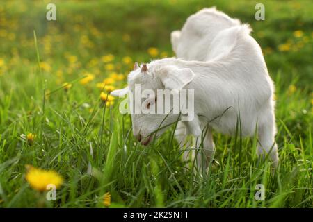 Young goat kid grazing on sun lit meadow with dandelions in background. Stock Photo