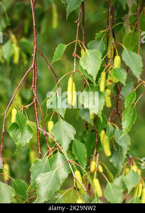Silver Birch (Betula pendula) detail. Shallow depth of field photo, only few leaves and fruits in focus. Abstract spring background. Stock Photo