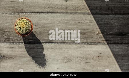 Tabletop view, small cactus in pot and gray wood desk, morning sun casting long shadows. Space for text on right. Stock Photo