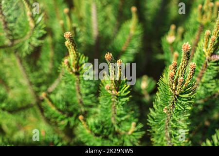 Shallow depth of field photo, young fir sprouts on coniferous tree. Abstract spring forest background. Stock Photo