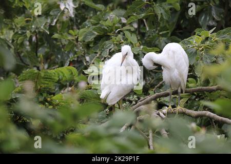 Snowy Egret in San Francisco Bay. California. USA Stock Photo