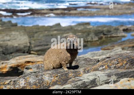 Cape Hyrax or Rock Dassie in Tsitsikamma National Park. South Africa Stock Photo