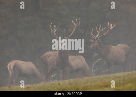 Herd of red deer grazing on a green green grass covered by autumn fog Stock Photo