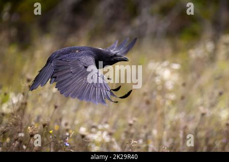 Common raven flying over the wildflowers in autumn Stock Photo