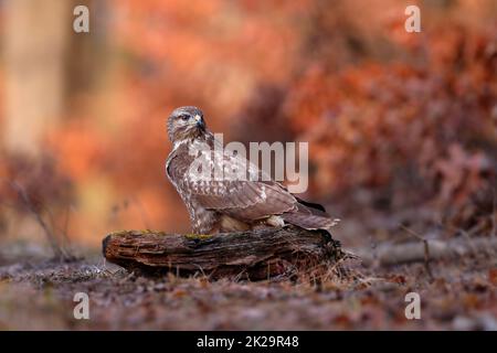 Common buzzard sitting on wood in forest in autumn Stock Photo