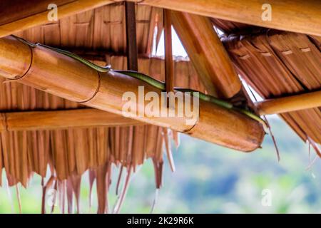 Snake in the bamboo roof on Koh Phangan in Thailand. Stock Photo