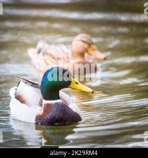 Mallard Duck Mates Swimming Side By Side Stock Photo