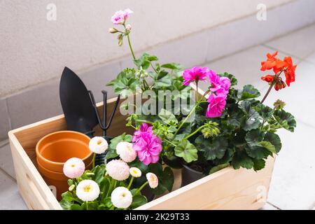 Pots of spring flowers for planting on balcony and gardening tools in a wooden box Stock Photo