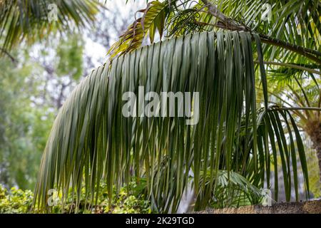 Tropical Botanical Garden in Funchal on Madeira island, Portugal Stock Photo