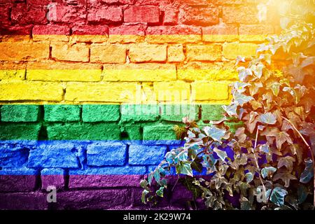 LGBTQ+ pride rainbow grunge flag on brick wall with ivy plant sun haze view Stock Photo