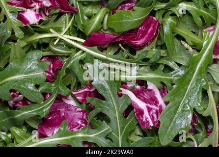 Salad leaves mix green, juicy snack, as background. Stock Photo