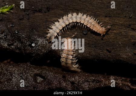 Flat-backed millipedes on a fallen trunk. Stock Photo