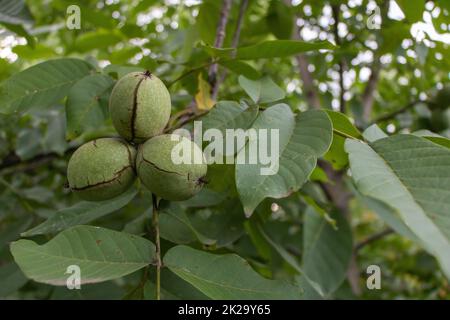 A few walnuts on the tree that are ready to be picked in the fall. Benefits of walnuts concept Stock Photo