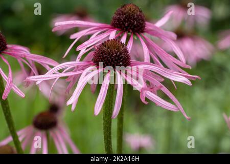 Purple coneflowers (Echinacea purpurea), also called red pseudoconeflowers, is a plant species from the coneflowers genus (Echinacea) in the daisy family (Asteraceae). It is native to the eastern and central United States, where it is called Eastern pu Stock Photo