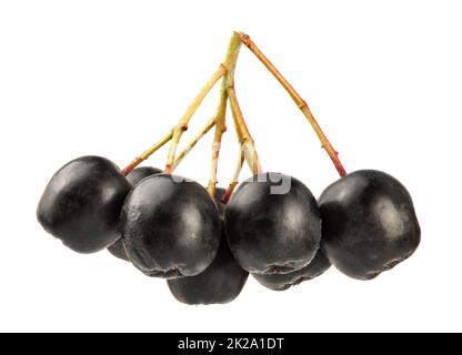 Aronia (Chokeberry) fruits with stems, isolated on white background. Stock Photo