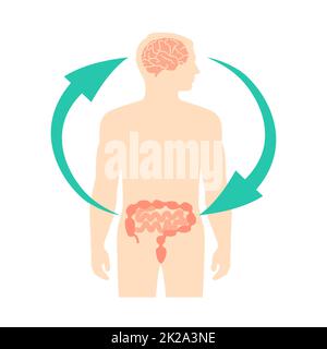 Relation of human brain and guts, second brain, image diagram, vector illustration Stock Photo