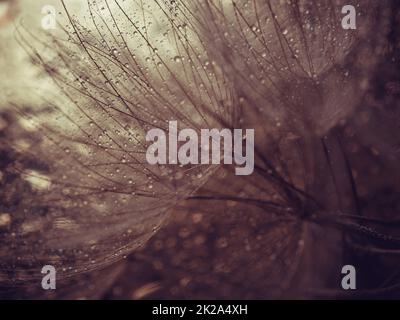 Abstract dandelion flower background. Seed macro closeup. Soft focus . Spring nature Stock Photo