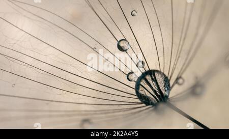 Beautiful water drops on a dandelion seed close up. Nature sky blue background. Soft focus Stock Photo