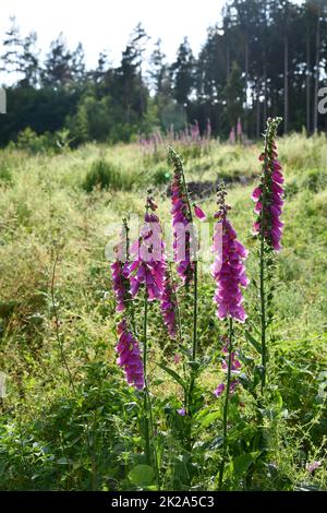 blooming foxgloves at the edge of the forest Stock Photo