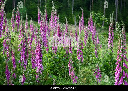 blooming foxgloves at the edge of the forest Stock Photo