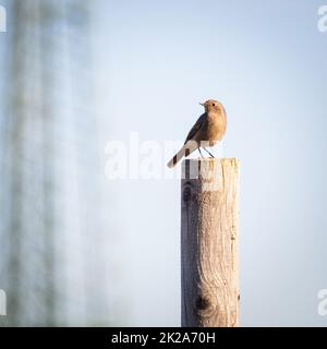Black Redstart on metal pole perched in cold weather ( Phoenicurus ochruros ) Stock Photo