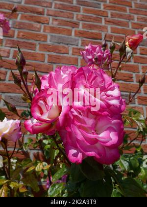 Pink roses in front of a brick house Stock Photo - Alamy