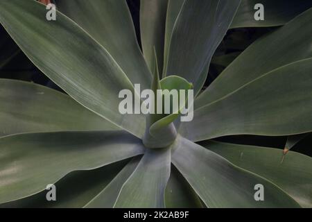 Succulent in the cactus house at Inverness Botanic Gardens, Inverness, Scotland UK Stock Photo