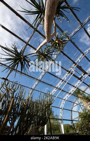 Cacti and succulents in the cactus house at Inverness Botanic Gardens, Inverness, Scotland UK Stock Photo