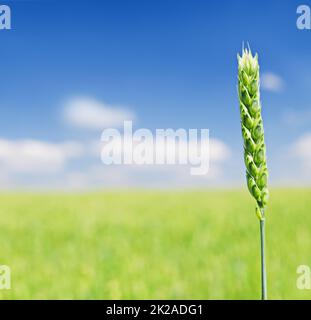 New beginnings. Cropped shot of a green wheat stalk during the summer. Stock Photo