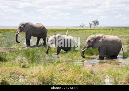 Three african elephants, Loxodonta africana, in the wetland of Amboseli National Park. Stock Photo