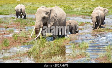 Elephant cow with four calves on flooded grassland. Stock Photo