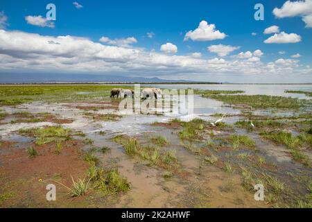 Three elephants in the landscape of Amboseli National Park in Kenya. Stock Photo