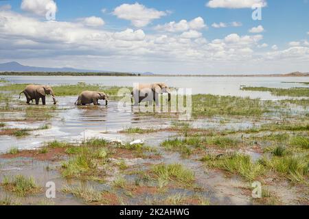 Three African elephants, Loxodonta africana, at a lake in Kenya. Stock Photo