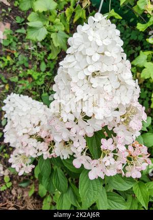 A cone-shaped cap of a white hydrangea inflorescence in an open garden, against a background of green leaves. Close-up Stock Photo