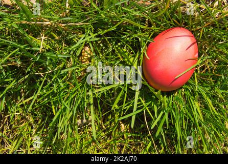 A red painted Easter egg on a fresh spring meadow in bright sunlight, top view, a copy of the space and a place for the text on the left Stock Photo