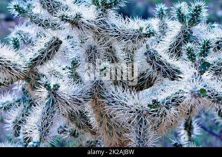 Cholla cactus, Sonora Desert, Mid Summer Stock Photo