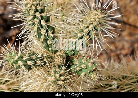 Cholla cactus, Sonora Desert, Mid Summer Stock Photo