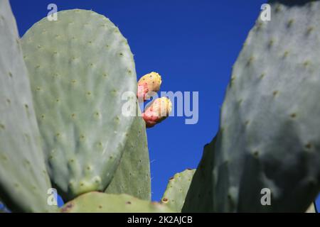 Prickly Pear Fruits on Majorca in Spain Stock Photo