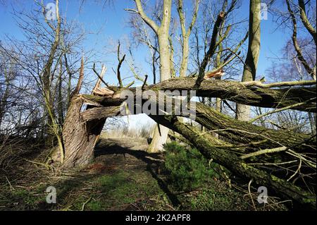 Huge tree that fell over in a strong storm Stock Photo