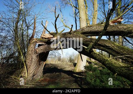 Huge tree that fell over in a strong storm Stock Photo
