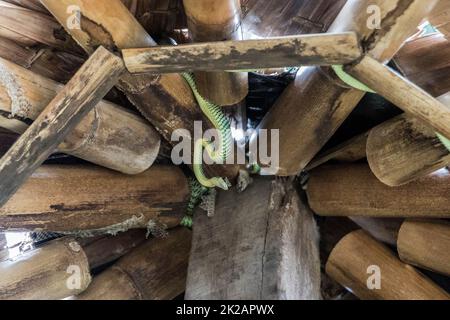 Snake in the bamboo roof on Koh Phangan in Thailand. Stock Photo