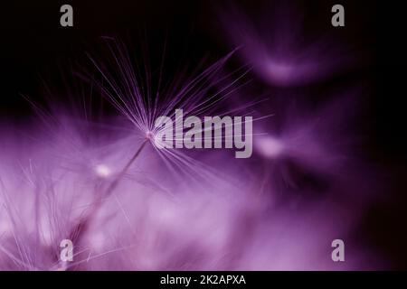 Close up of a faded dandelion in pink and purple Stock Photo