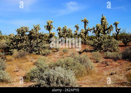 Cholla cactus, Sonora Desert, Mid Summer Stock Photo