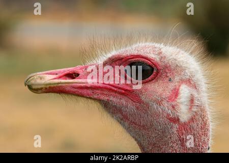 Male Masai Ostrich in Oudtshoorn. South Africa Stock Photo