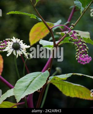 Phytolacca americana  and cephalaria Stock Photo
