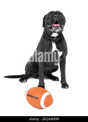 Want to play ball. A Boxer sitting in front of a football. Stock Photo