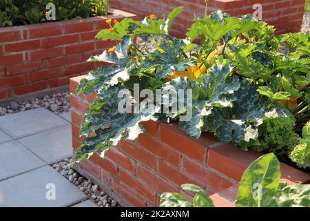 Raised beds gardening in an urban garden growing plants herbs spices berries and vegetables. A modern getable garden with raised bricks beds Stock Photo