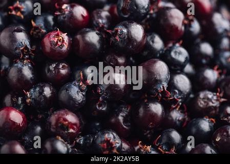 Close Up of Ripe Berries of Shadbush Stock Photo