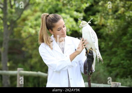 Veterinary examining a falcon in a farm Stock Photo