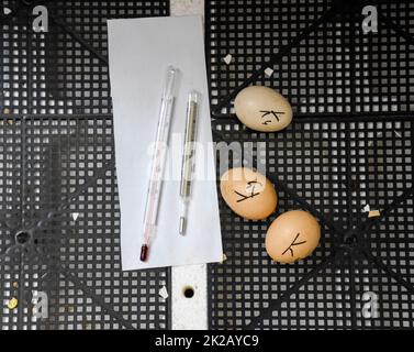 The eggs of a musky duck lying in an incubator. Stock Photo